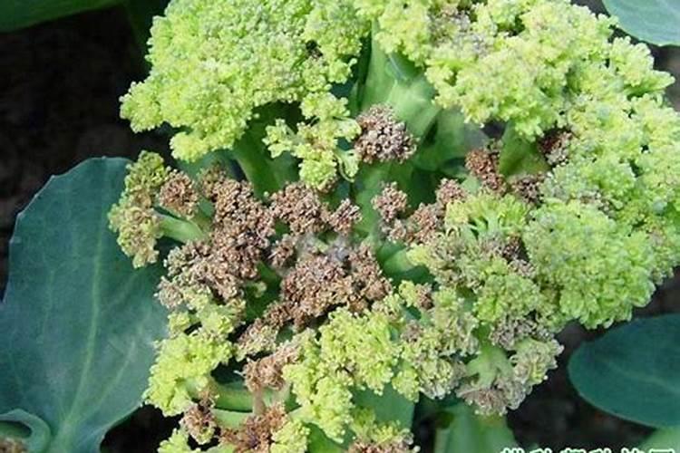 西兰花控旺？西兰花接球了用什么药控旺