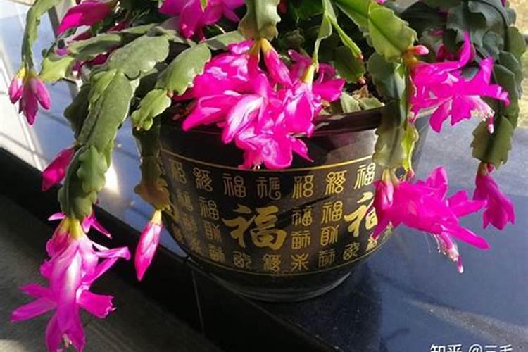 蟹爪兰施什么肥好,如何自制花肥？