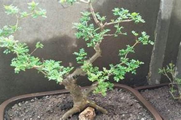 对节白腊可施叶面肥吗？