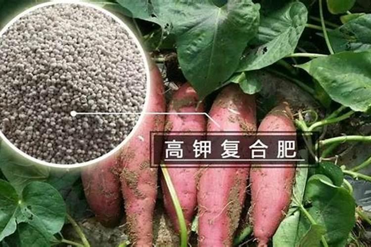 红薯上什么肥料长得又大又甜