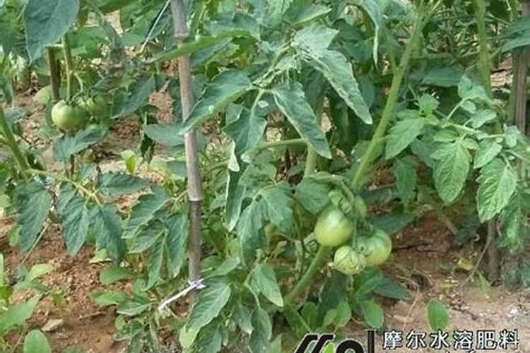 西红柿多久浇一次水 西红柿如何施肥