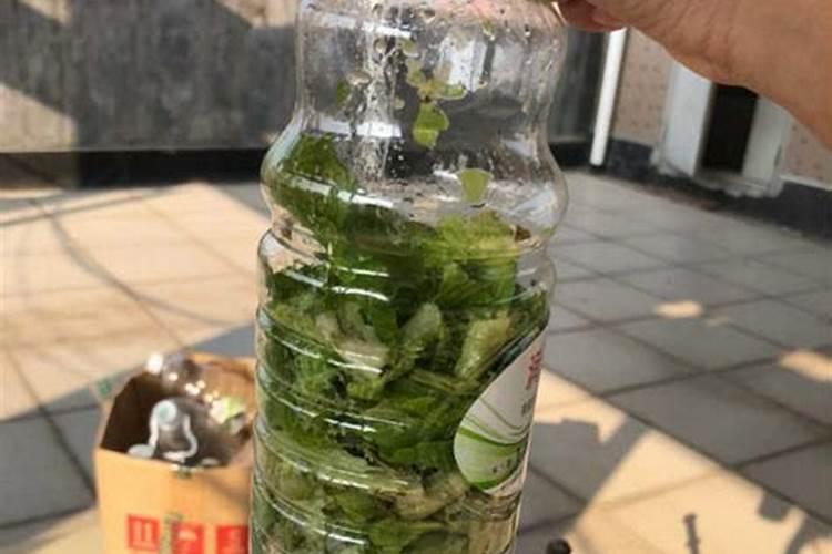 烂菜叶如何发酵做肥料