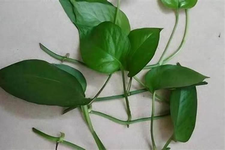 绿萝施什么肥料长得好