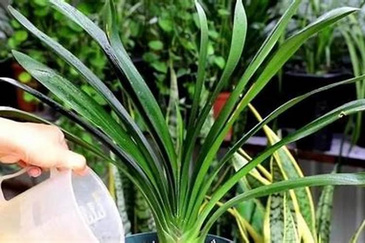 3个15复合肥几天植物会吸收 含氯吗怎么复配