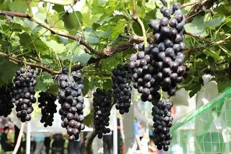 葡萄发芽肥主要施什么肥料