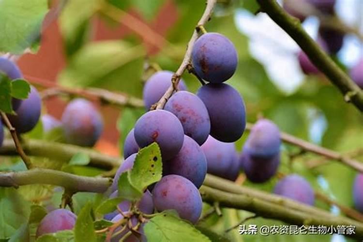 钾肥选择什么样的才能让植物长的更好？