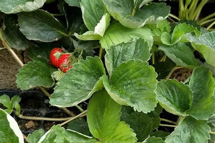 土豆开花后施什么肥料能提高产量