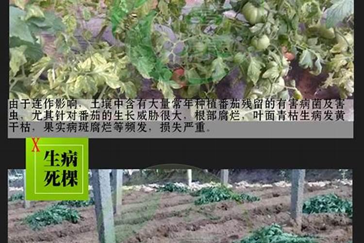 尿素浇菜最佳方法