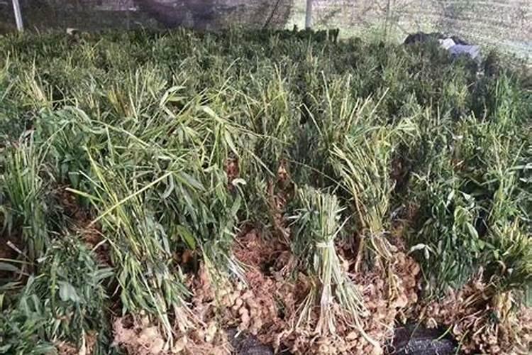 老虎姜用什么肥料施肥,附种植方法
