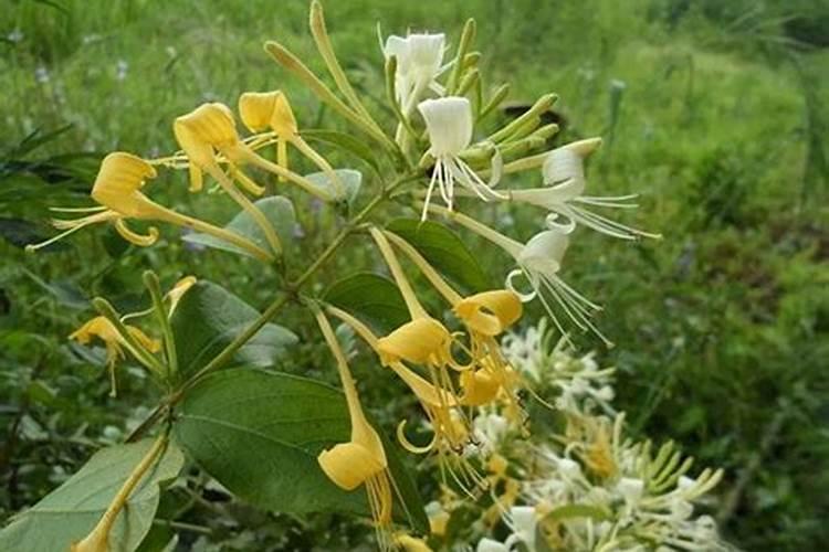 金银花施肥禁忌 金银花养殖方法