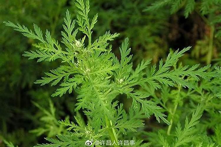 艾草的种植前景怎么样？种植艾草每年每亩的利润是多？