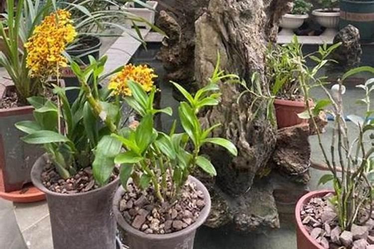 柴烧成的灰能当植物的肥料吗