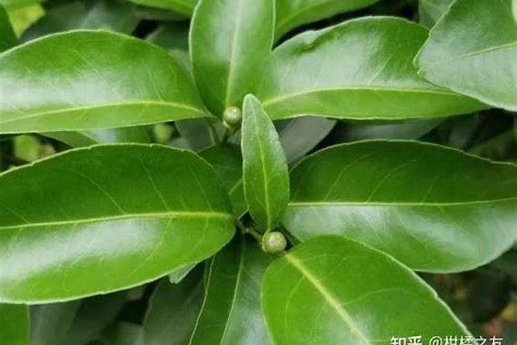 柚子施硼过量症要怎么φ？