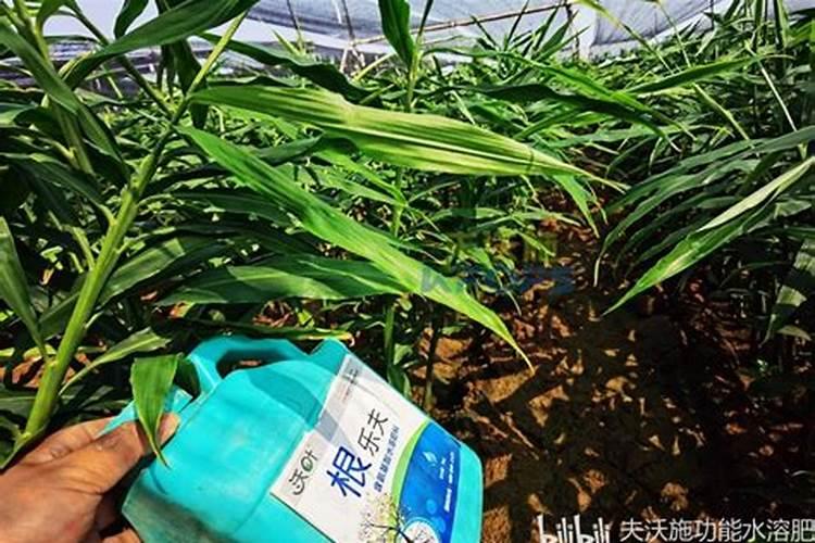 生姜提苗用什么水溶肥