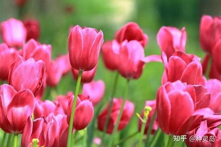 花多多2号是什么肥