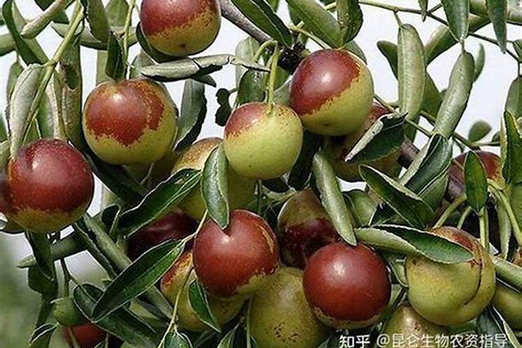 大枣锈病如何防治