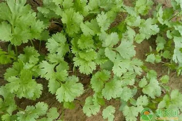 香菜用什么土方法施肥最好