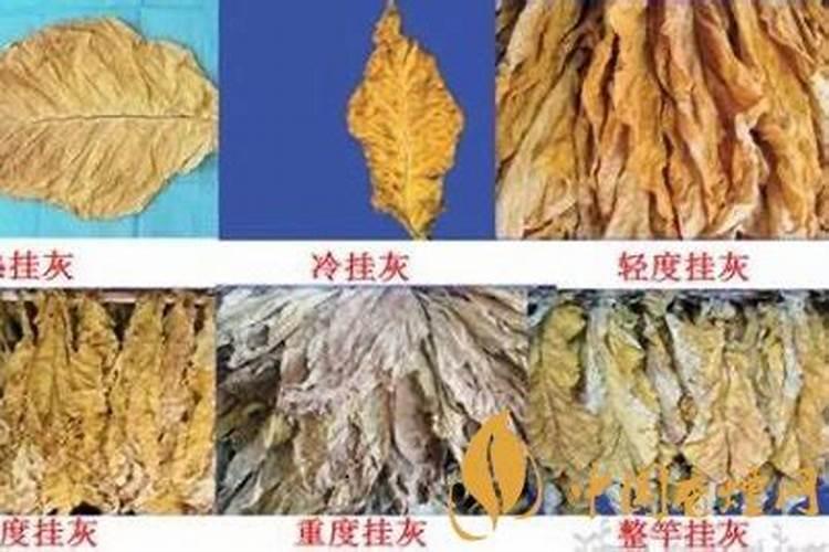 烟叶病虫害如何防治 烟叶挂灰原因及防止方法