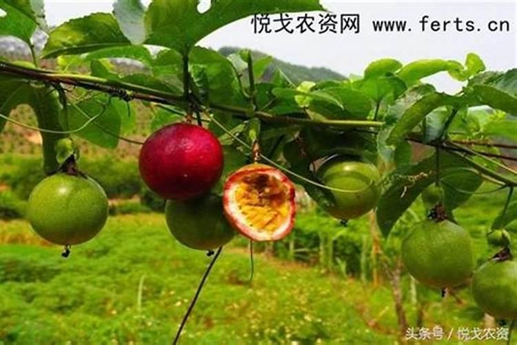 百香果施什么肥挂果多