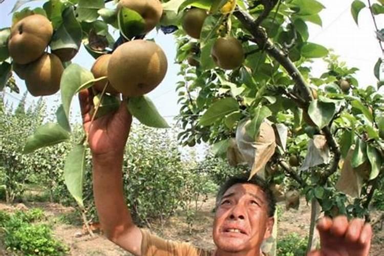 梨树施什么肥最好