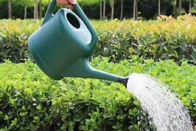 栀子花施什么肥好