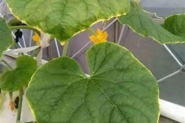 钾离子过量对植物的作用