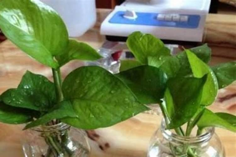 水培花卉叶面肥的使用