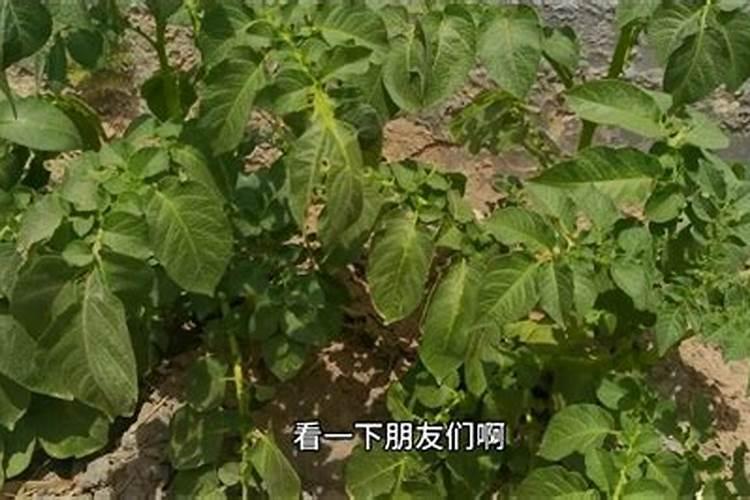 土豆三个月了还可以施肥吗