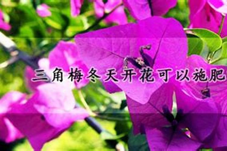 三角梅的养殖方法和注意事项