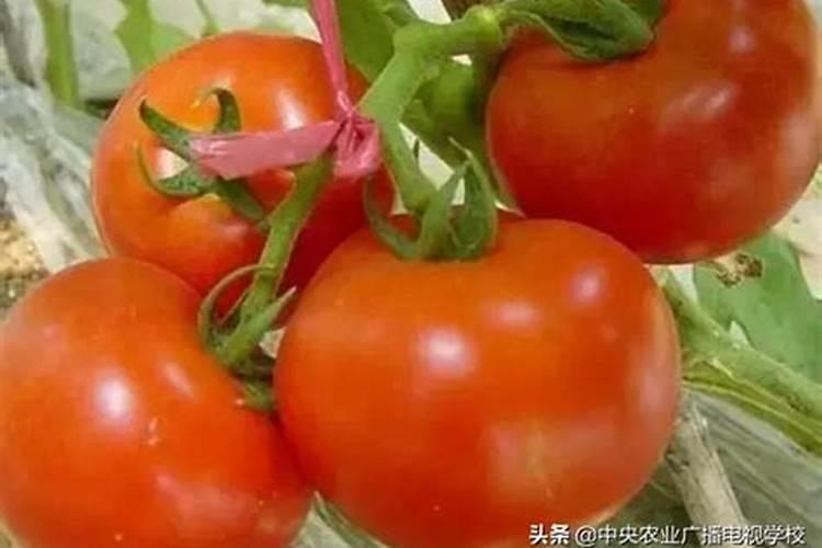 辣椒的要如何施肥