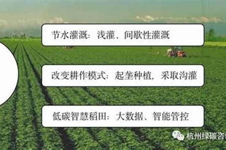 状元红花怎么养