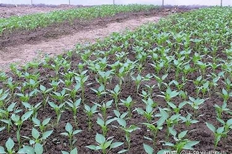 辣椒用什么叶面肥效果好？辣椒喷什么叶面肥结果多？