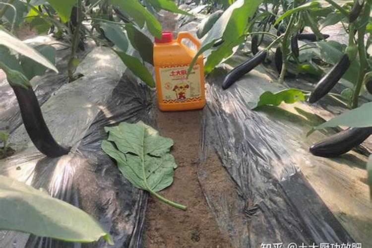 土豆叶面肥在什么时候喷