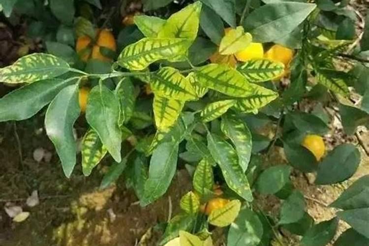 水溶肥能用在西瓜苗床上吗