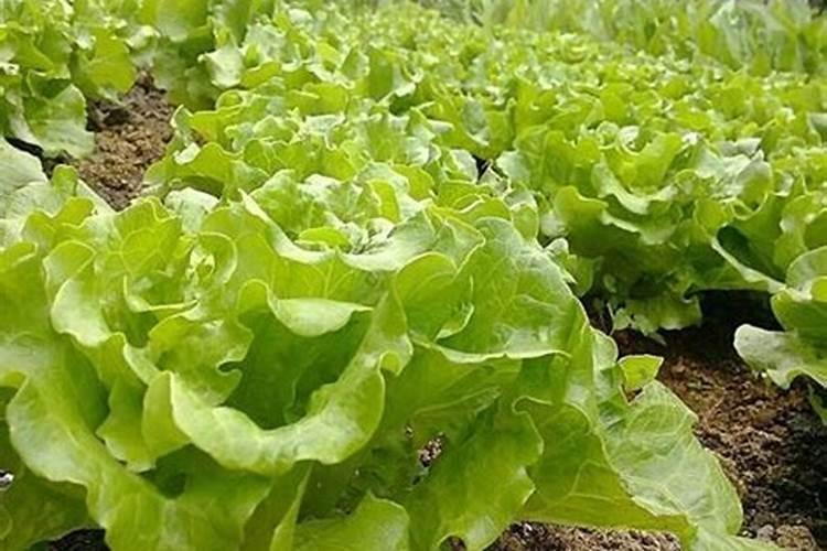 生菜肥料施用的技巧