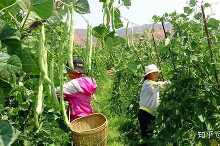 四季豆怎么种才茂盛 四季豆怎么种