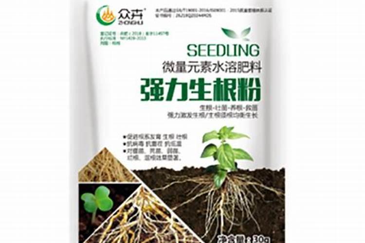 兰花不长新根是什么原因