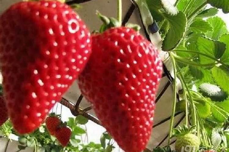 草莓施什么肥料果大