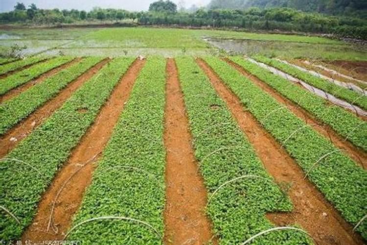 种菜用什么肥料比较好、菜子用什么肥料好
