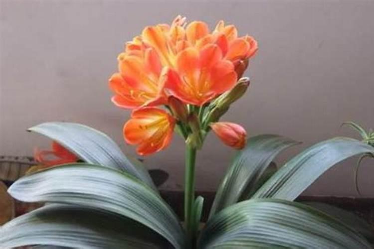 月季花施什么肥料好