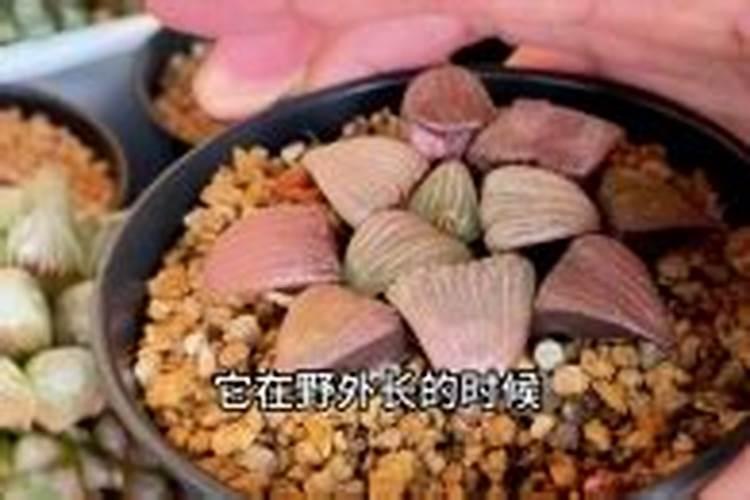 排骨汤真有营养吗？