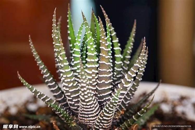 排骨汤怎么煮才营养,要简单一点的方法,………