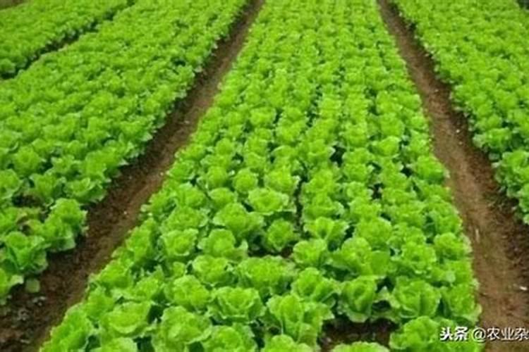 生菜肥料施用的技巧
