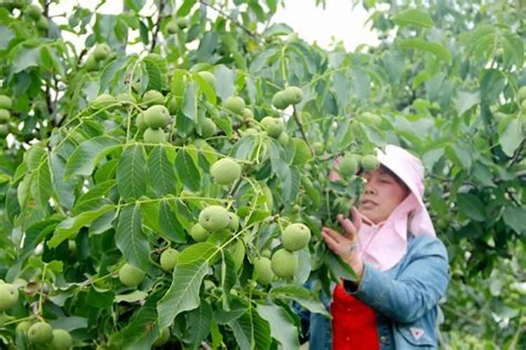 种了核桃树有松鼠怎么办