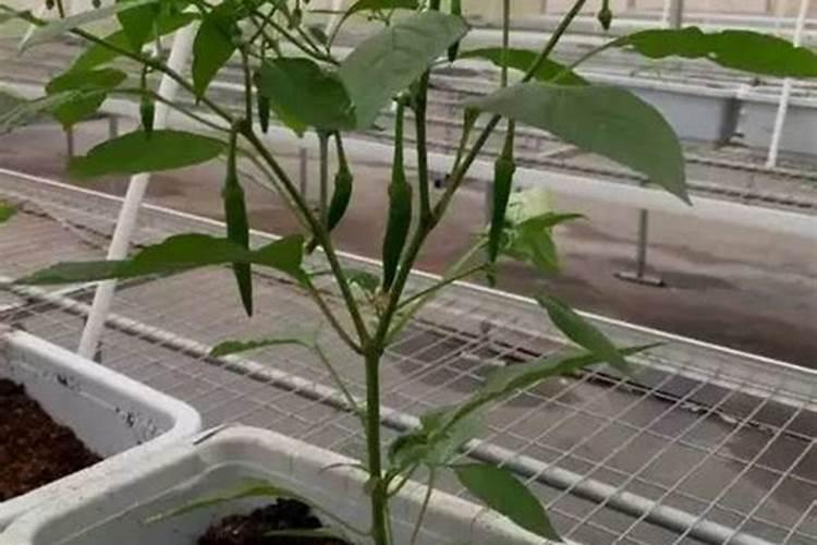 大棚辣椒果实生长期,追肥的技巧都有哪些？