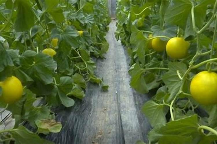 种香瓜肥料怎么施肥