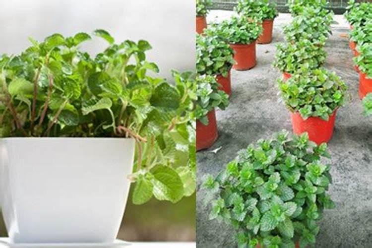 薄荷施什么肥,氮肥为主磷钾肥为辅(薄肥勤施)