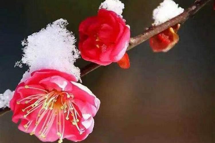 盆栽梅花怎么施肥？