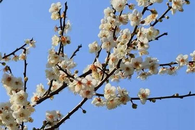 梅花施肥时间,施肥方法,施肥注意事项