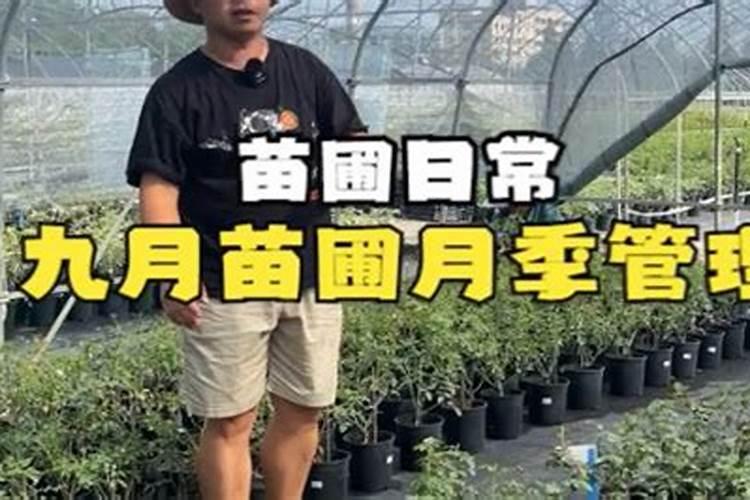 秋肥是金,苗木“秋肥”千万不能漏施!